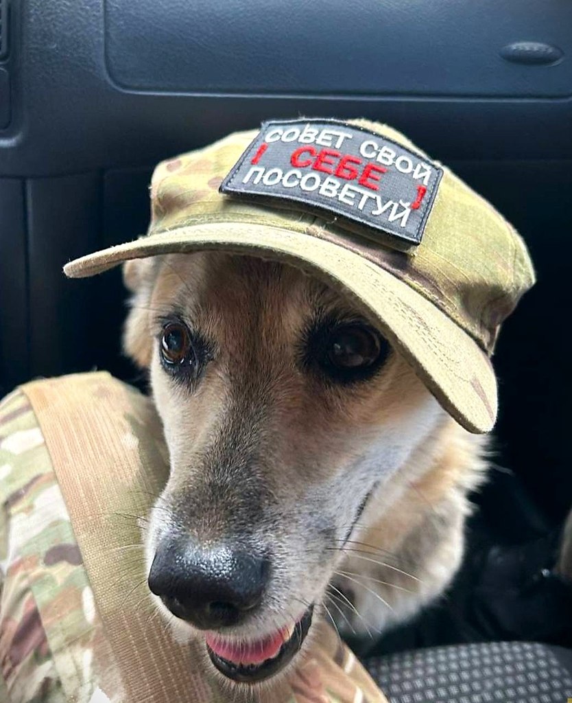 Наш боевой друг тоже всегда при деле Советы не раздаёт, но слушаться приходится всем
