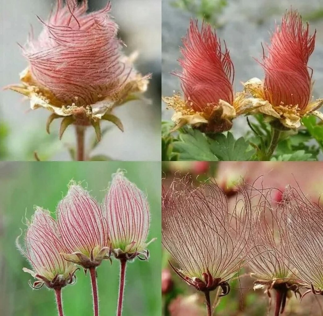 :) Prarie Smoke Flower или Роза де Сарон. Местное население называет его "Дым прерий". Во ...