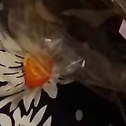 �������, , ����������