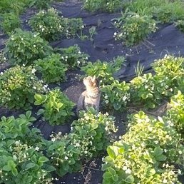 ��������, ����-������, 38 ���