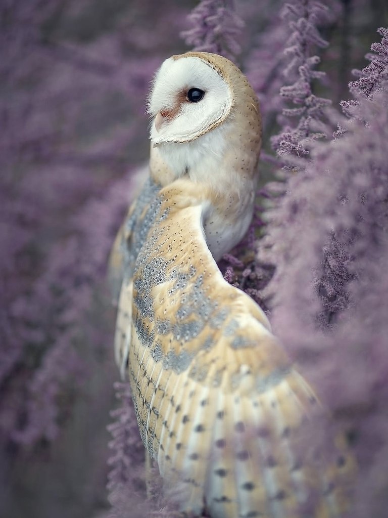 Фотограф Таня Брандт показывает нам сипушечку такой, какой её видит только она. - 2