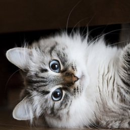 ������, ���������, 41 ���