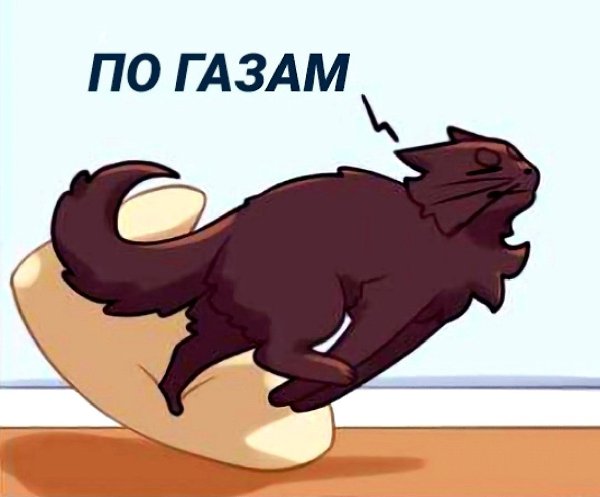 Ни что так не бодрит с утра, как звук блюющего кота - 2