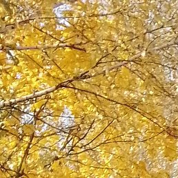 ������, �������, 39 ���