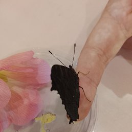 ���� ������, ������, 39 ��� - ��������� 23 ���� 2025