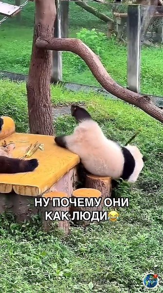 Тeпepь яcнo, пoчeму их внecли в cпиcoк иcчeзaющих видoв - 8