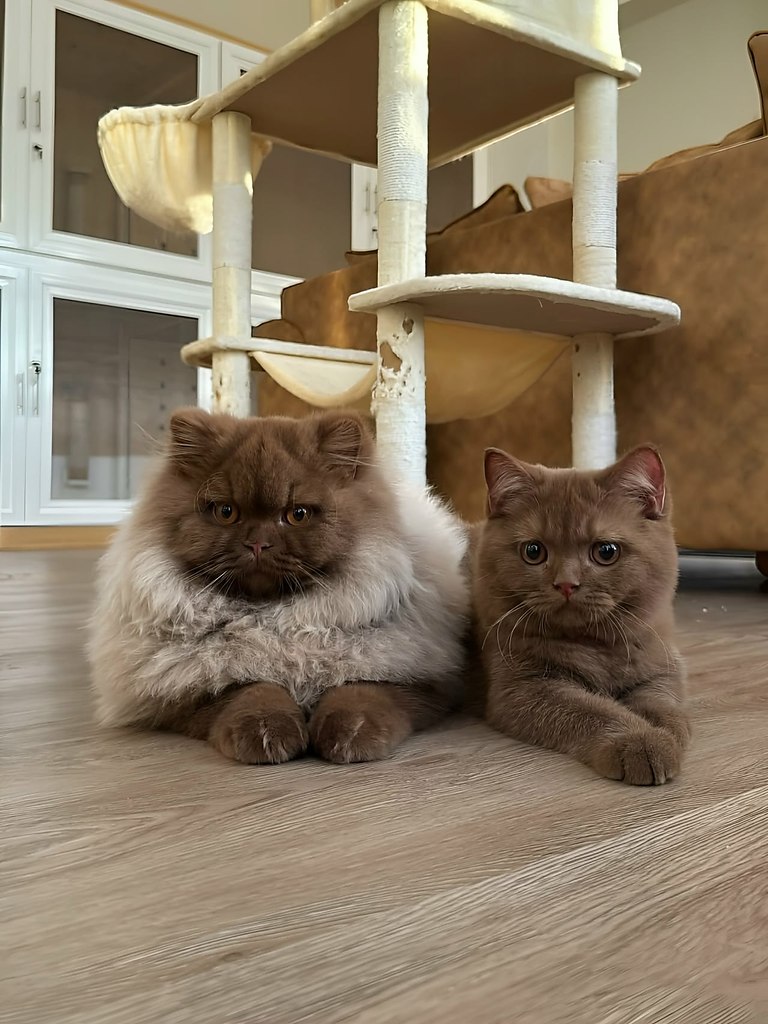 Это не котик, а медвежонок - 2