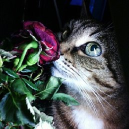 ��������, ���������, 33 ����