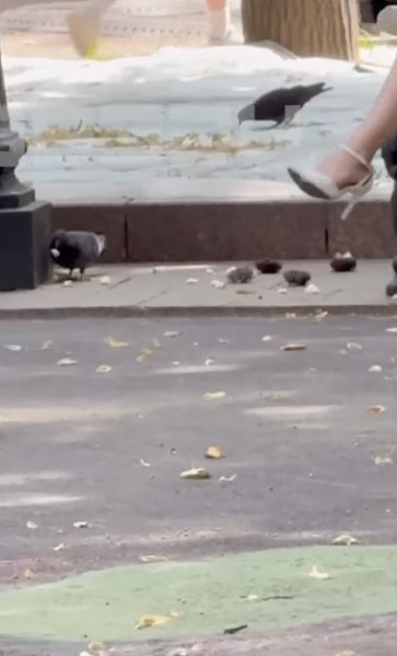 «Москвичи, вы вообще уже о*уели???». На улицах Москвы была замечена дама, которая кормит голубей... ... - 2