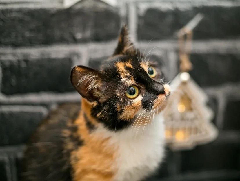 Из сумки донеслось змеиное шипение и визг, а потом вылезла голова кошки ...