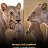 ���� Ursus Arctos, ������ - ��������� 1 ��� 2026