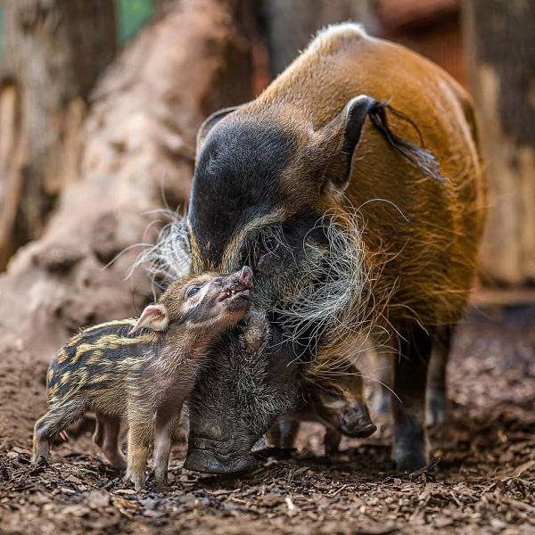 :)         (- ttkoun africk)  ... - 8