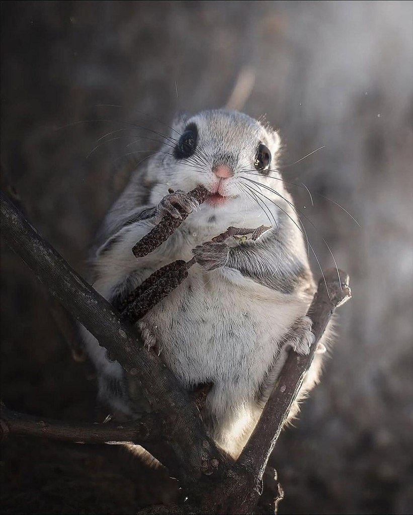 eo ac e o cpoe ooe  o ppoe, o  o pa aa ac: ... - 3