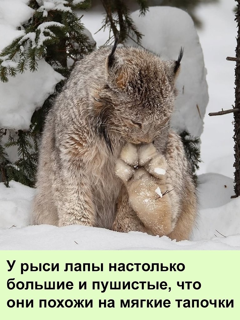 Когда лапы раздавали, она была первая в очереди