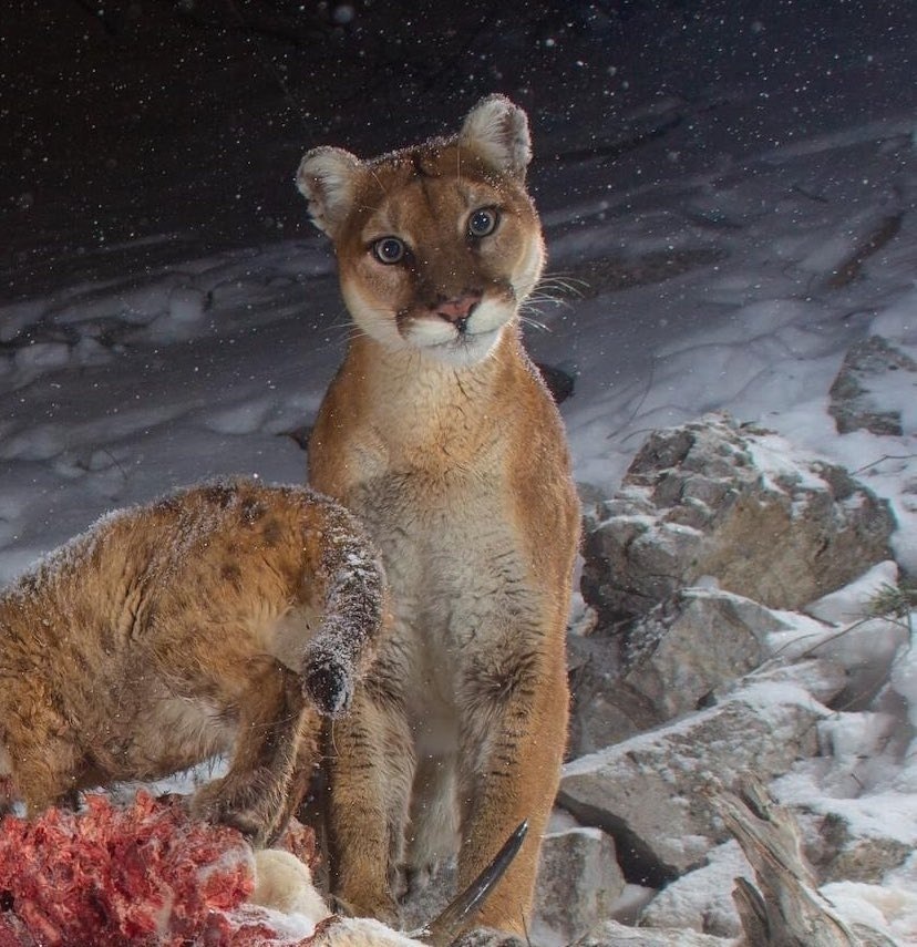 Пума заметила фотоловушку. Это выражение мордашки