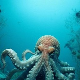 �������, ������, 47 ���