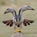 ���� Mansur, ������-����, 33 ���� - ��������� 11 ������ 2024 � ������ ���� ����������