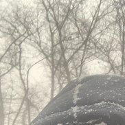 , 31 , 