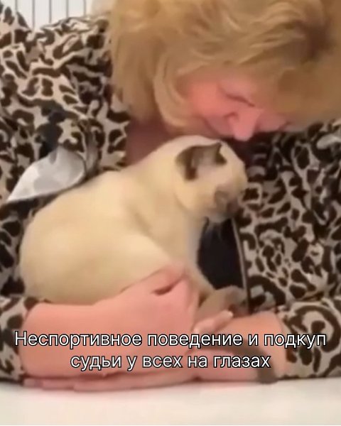 Выставка кошек во Флориде.Самое милое и очаровательное