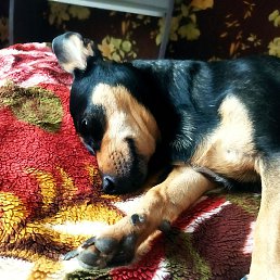 ���������, ������, 55 ���