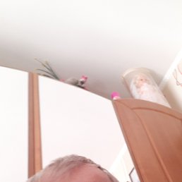 , 66, 