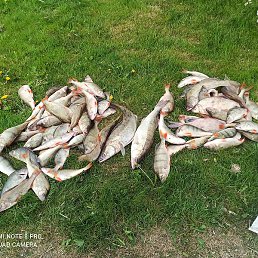 �������, ������, 49 ���