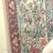 ������� ���������, 43 ����, �����-���������