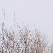 ��������, 53 ����, ���������