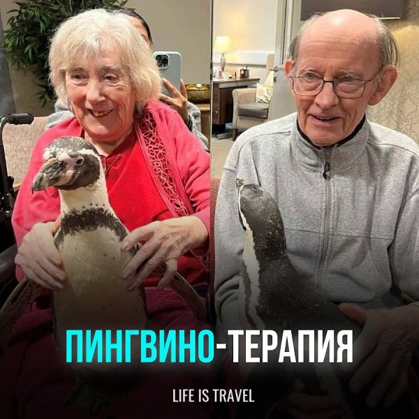 В одном из домов престарелых в Англии появились пингвины Виджет и Прингл, чтобы подарить радость и ...