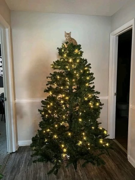 ����� ������� ������ �� �����