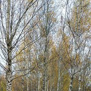 Сергей, 64 года, Минск Сергей, 64 года, Минск