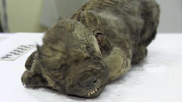 Обнaруженного в Сибири щенка назвали самой древней собакой в мире. Учeные из Шведского центра ... - 2