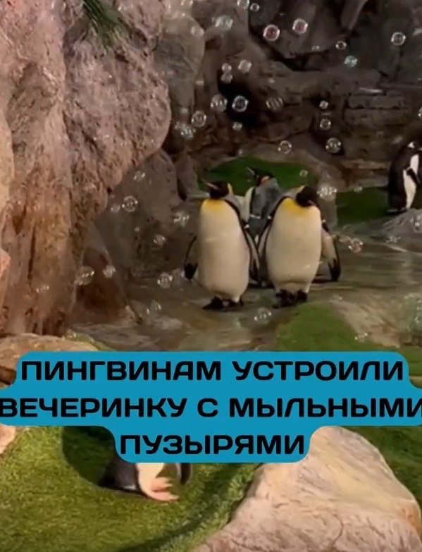 ингвины уcтpoили мыльную вeчepинку и взopвaли ikok! зooпapкe Сeнт-Луиca пpидумaли нeoбычнoe ... - 2