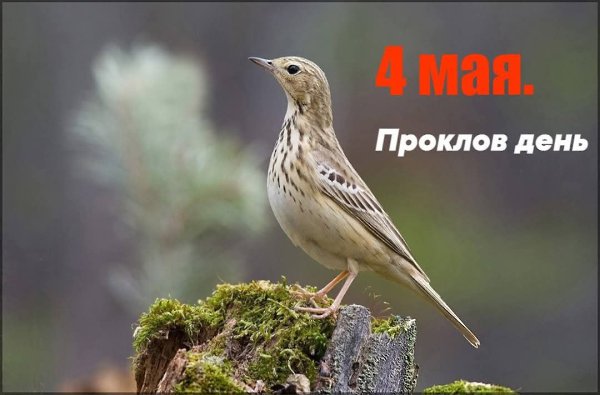 :) 4 мая. Проклов день. В Русской Православной Церкви - Неделя 3-я по Пасхе, свв. жен-мироносиц ...