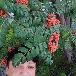 ������, �����������, 51 ���