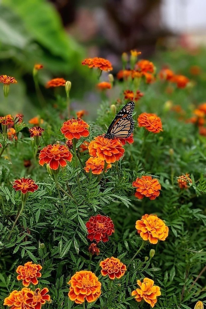  / TAGETES.      ,  ,   ...
