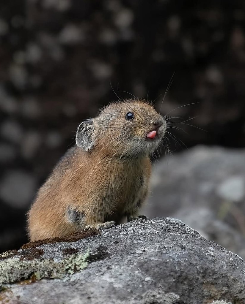 :)   (Ochotona hyperborea yesoensis)   ,    ... - 2
