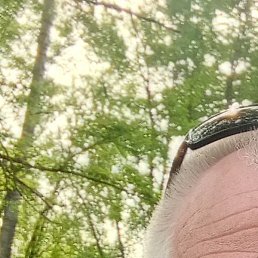 ����, �������, 56 ���