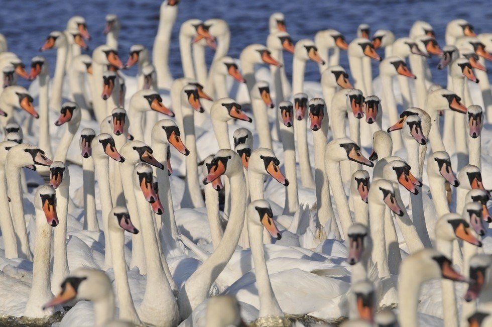     .   (Abbotsbury Swannery)   ... - 2