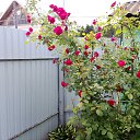  ,  , 55  -  26  2025    