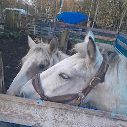 �������, ������, 28 ���