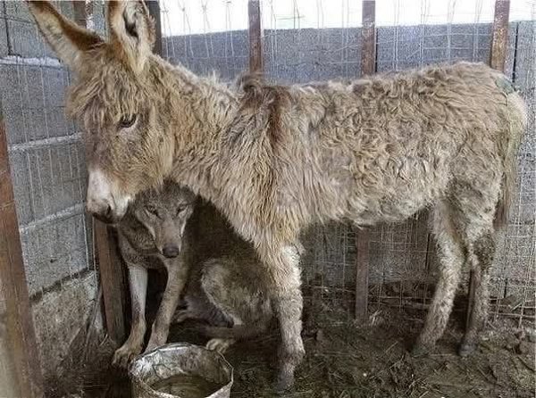 :) В горах на севере Албании в городе Patok, был пойман волк и помещен в загон. Для прокорма люди ...