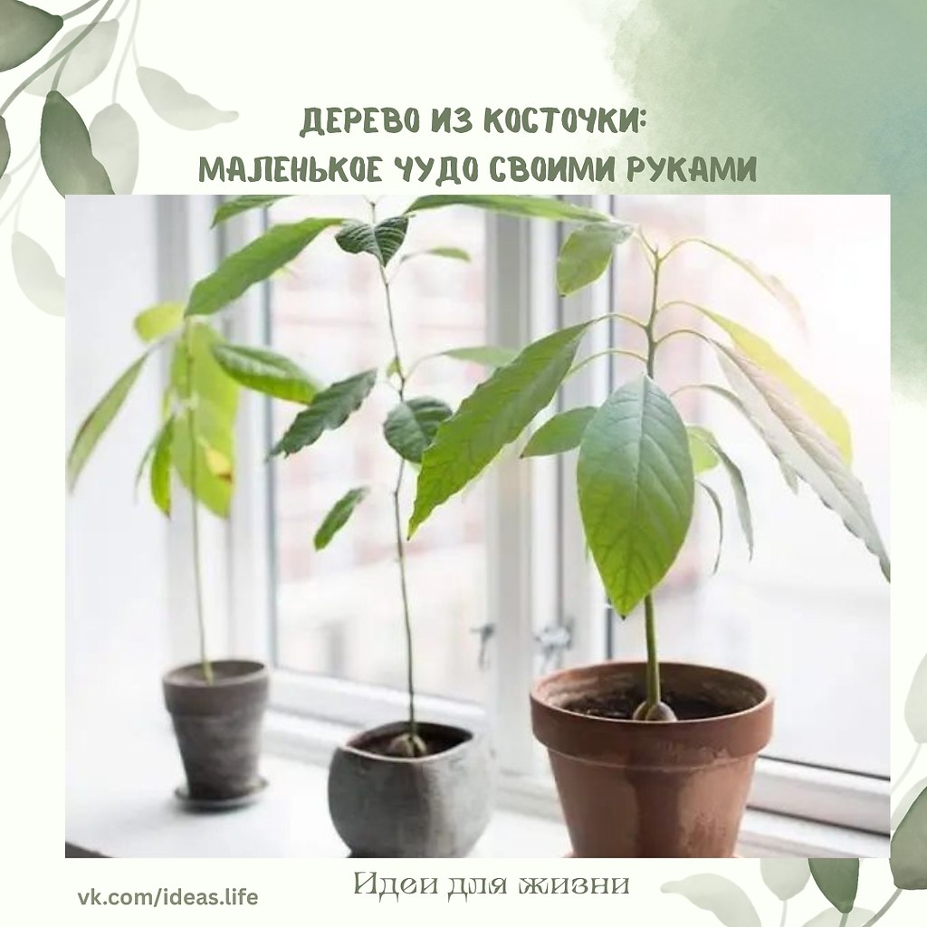 Мало кто задумывается, что из косточек, которые мы обычно выбрасываем, можно вырастить настоящее ...