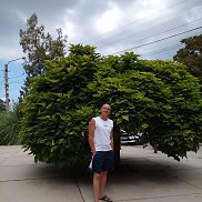 , 55 , 