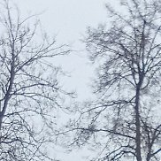 ����, 62 ����, ������