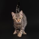  Moonlight,  -  4  2025    