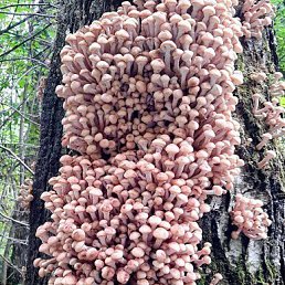 ���� �������, ���������, 43 ���� - ��������� 23 ������ 2024