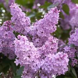 ������� ������, ���������, 41 ���