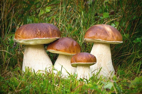 11 августа отмечается День белого гриба! Белый гриб – самый благородный, желанный трофей всех «тихих ...