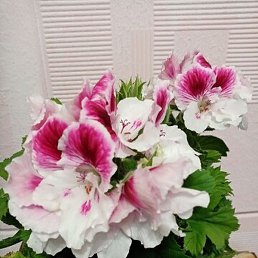 �����, ������������, 51 ���